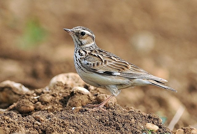 Rare Birds and Ancient Heathland: Visitors Urged to Tread Carefully as Nesting Season Begins at Surrey Nature Reserve